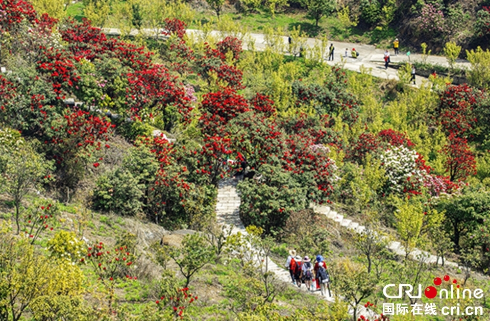 贵州钟山十里杜鹃景区杜鹃花盛开 邀游客共赴“花约”_fororder_微信图片_20230403150125