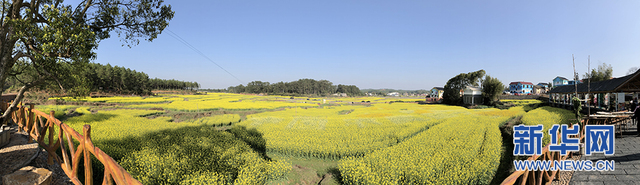 到画村看花海 江西万安县首届油菜花节开幕