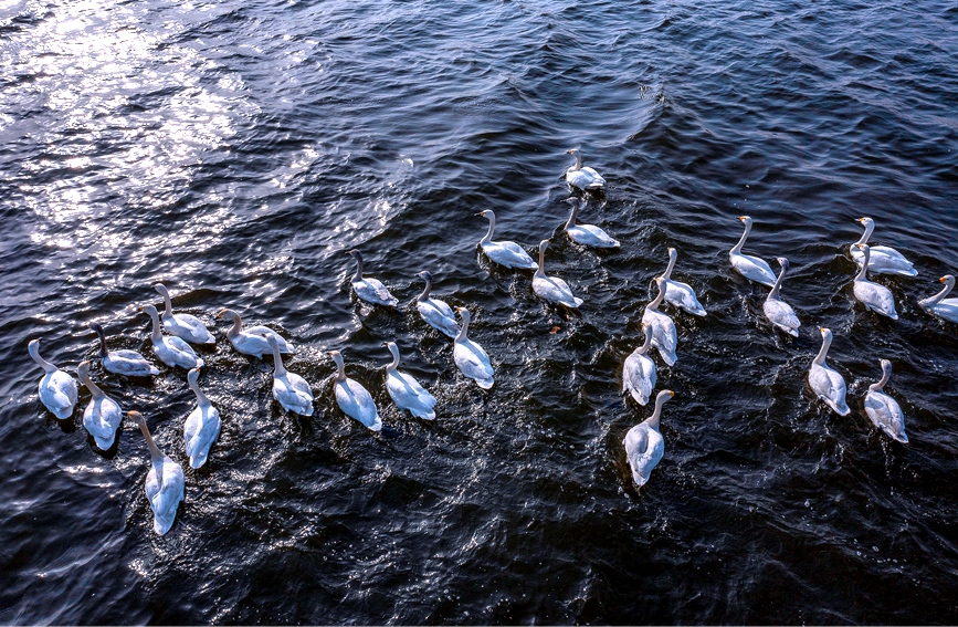 河南安陽：百餘只天鵝到訪湯河國家濕地公園