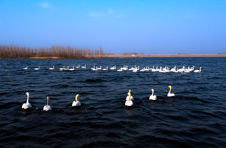 河南安陽：百餘只天鵝到訪湯河國家濕地公園