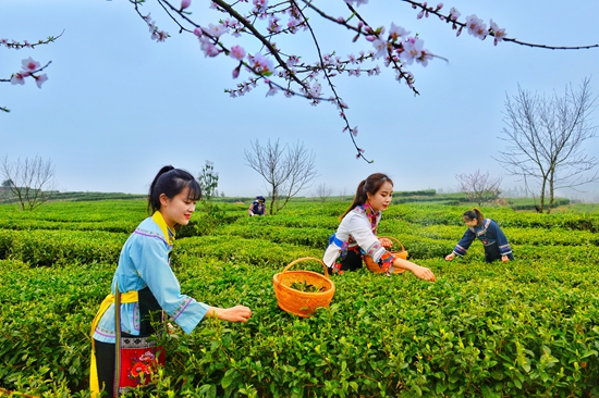 （原创）“贵州春茶第一壶”开采品鉴活动将于3月10日在平塘举行_fororder_采茶--岑龙武