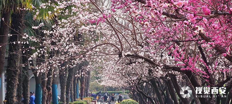 街心花园 春意盎然