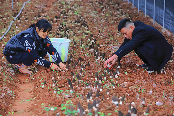 自贡贡井区：羊肚菌基地飘香 集体经济迸发新活力_fororder_2村民采收羊肚菌
