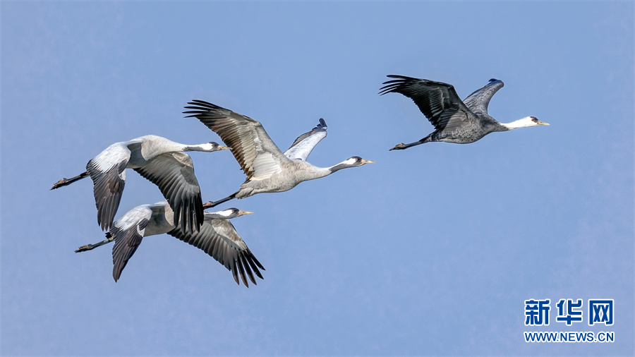 破紀錄！2022年380種鳥兒翺翔武漢天空