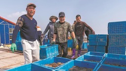 宁德霞浦：海参收获忙