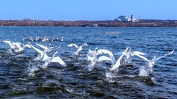 河南安陽：百餘只天鵝到訪湯河國家濕地公園