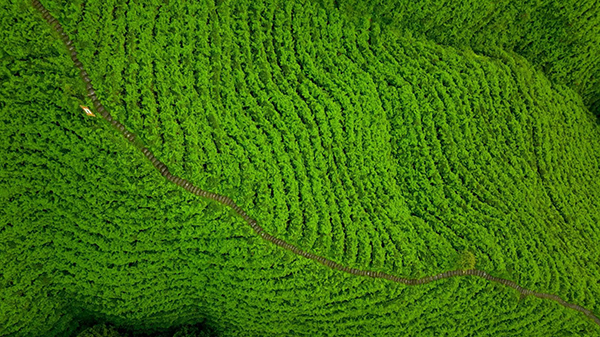 眉山洪雅：茶园风景美如画_fororder_复兴村茶山-供图-洪雅县委宣传部（1）