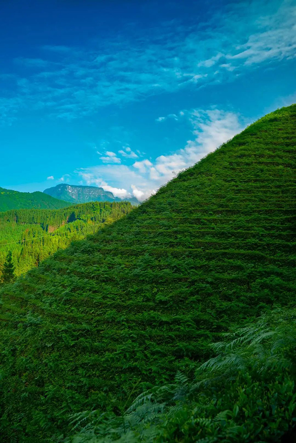 图集眉山洪雅茶园风景美如画