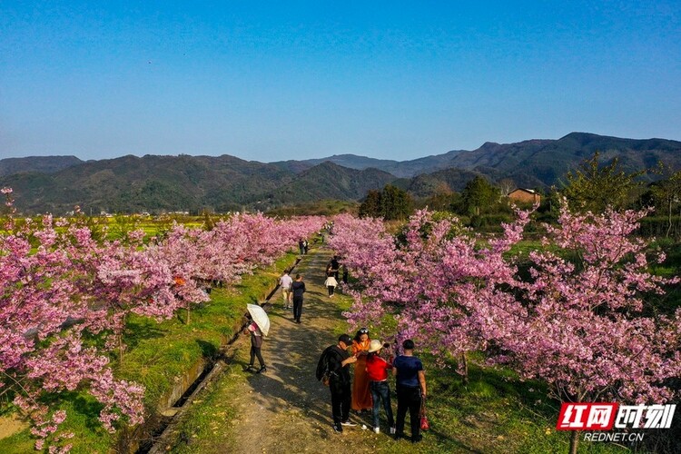 垄垄田园开出“樱花海” 湖南郴州这个乡村的春天像童话_fororder_6