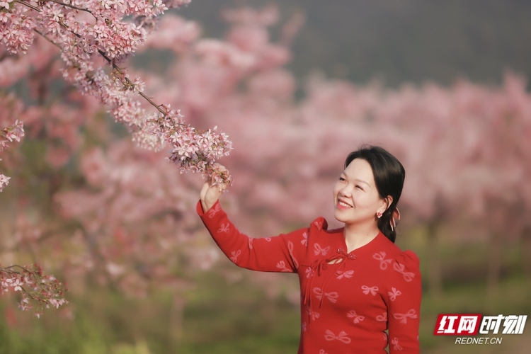 垄垄田园开出“樱花海” 湖南郴州这个乡村的春天像童话_fororder_3