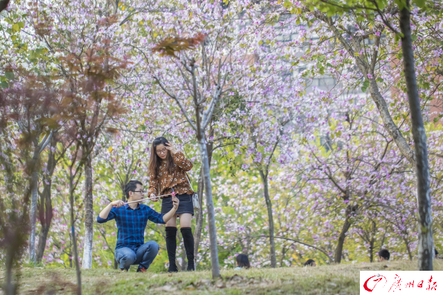 广州靓爆镜：紫荆花树下的浪漫