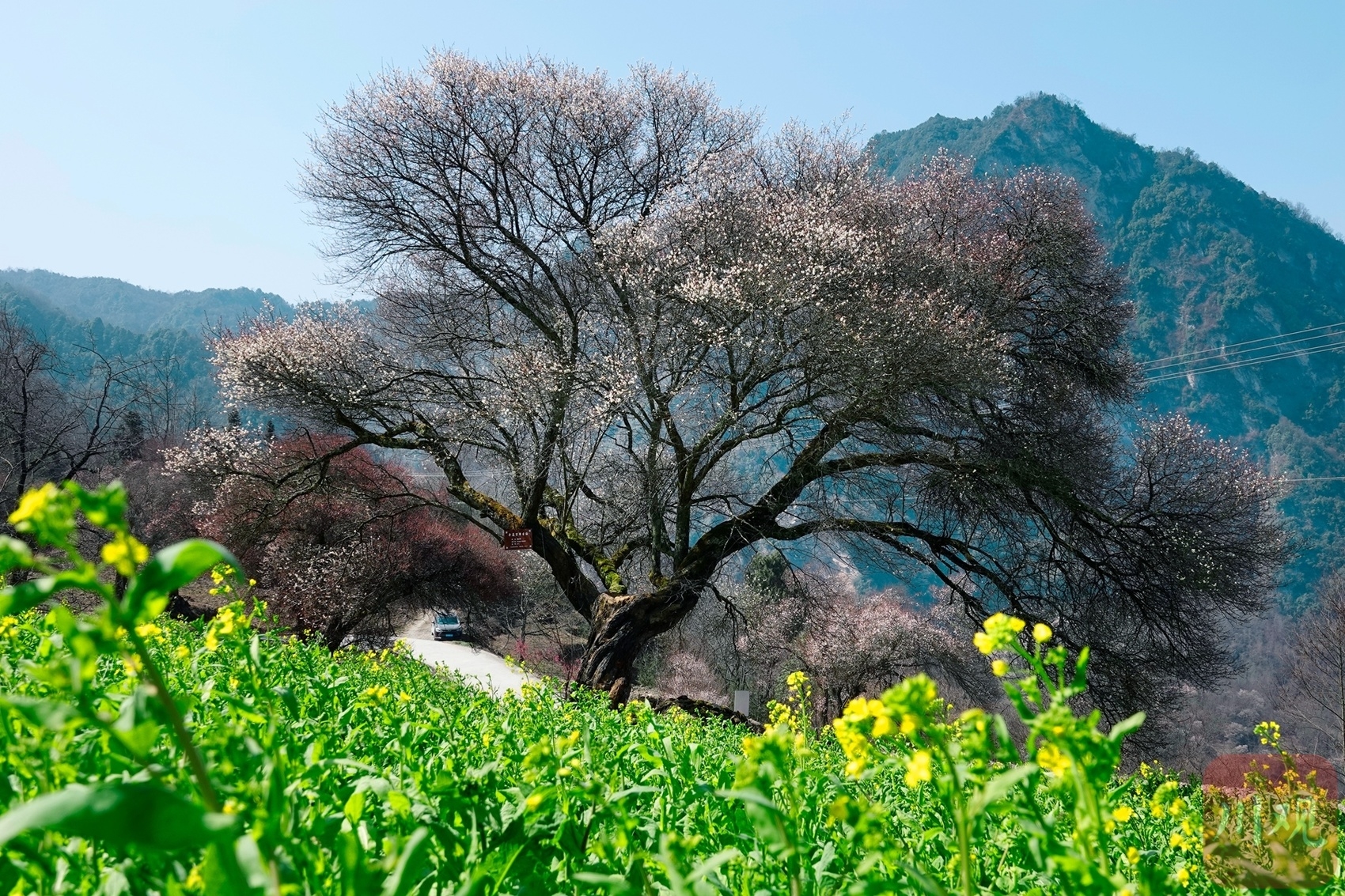 （转载）绵阳平武：山村田园春色浓 百年古梅花正旺