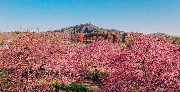 【文化旅遊-滾動圖】上海辰山植物園河津櫻全面進入盛花期