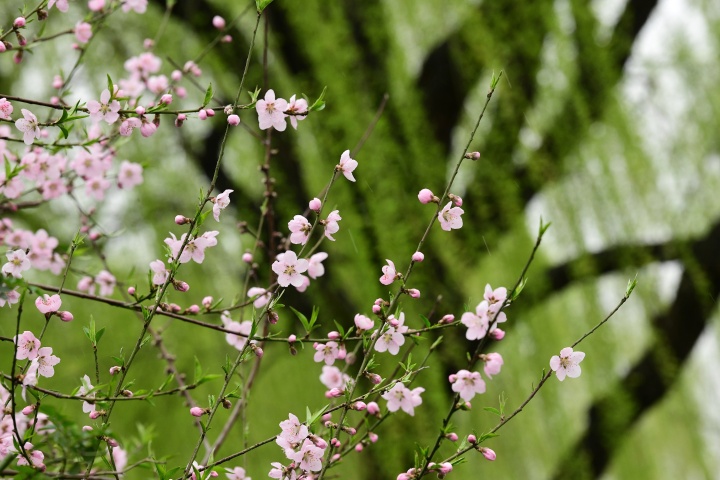 桃花朵朵開 西湖春色濃_fororder_1678274133262_64086e55febc270001ad7ab0