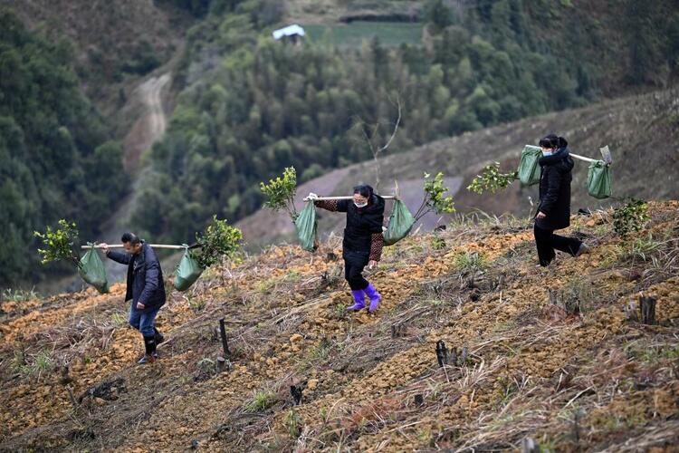 廣西“十四五”將完成油茶新造林超300萬畝