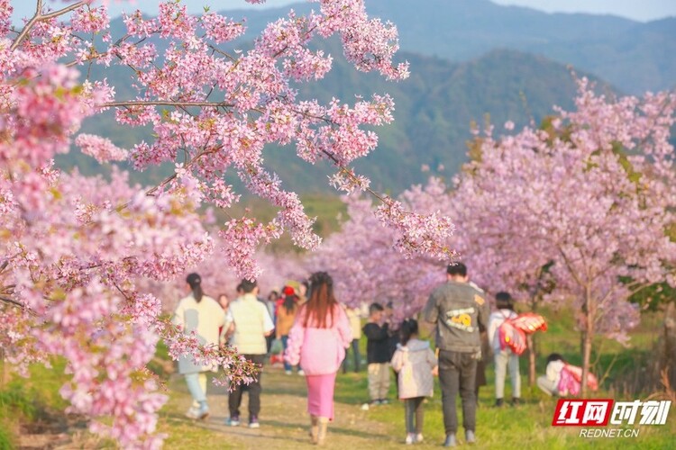垄垄田园开出“樱花海” 湖南郴州这个乡村的春天像童话_fororder_2