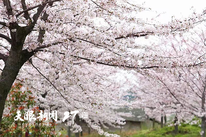 貴州：春風吹暖旅遊業 春遊帶火“花經濟”