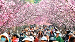 打卡昆明“圓通櫻潮” 共赴櫻花浪漫之約