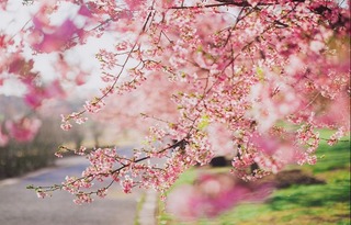 【文化旅遊-滾動圖】上海辰山植物園河津櫻全面進入盛花期