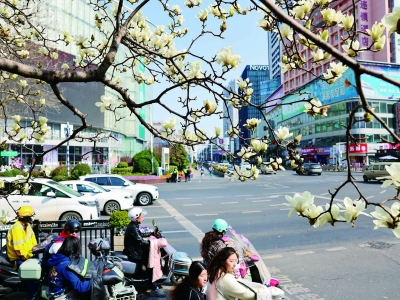南京：玉兰盛放闹市美景