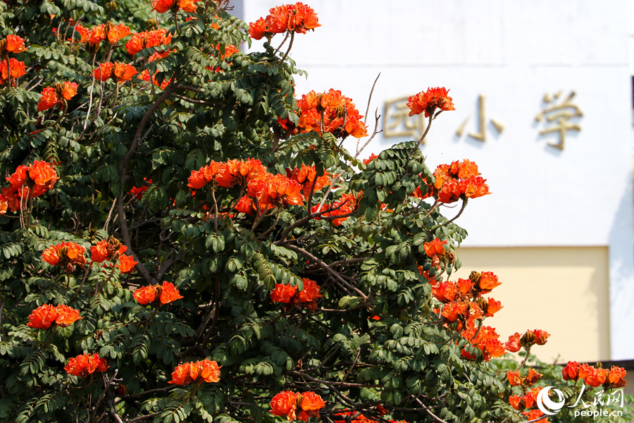 紅花綠樹鶯亂啼 廈門街頭火焰木花朵盛放