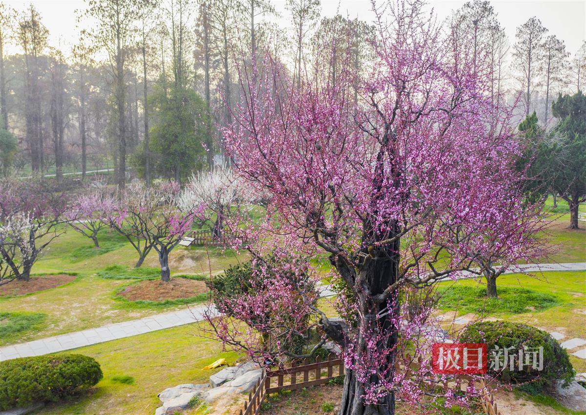 武漢東湖梅園800年“梅祖宗”激情綻放