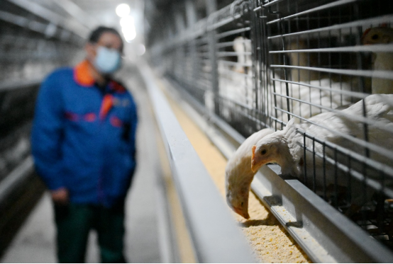 河北邯郸：科技助力养殖业 规模发展促增收_fororder_河北邯郸：科技助力养殖业 规模发展促增收1128