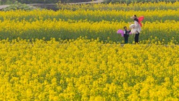 （转载）广安：油菜花节开幕 唱响农旅融合乡村振兴曲