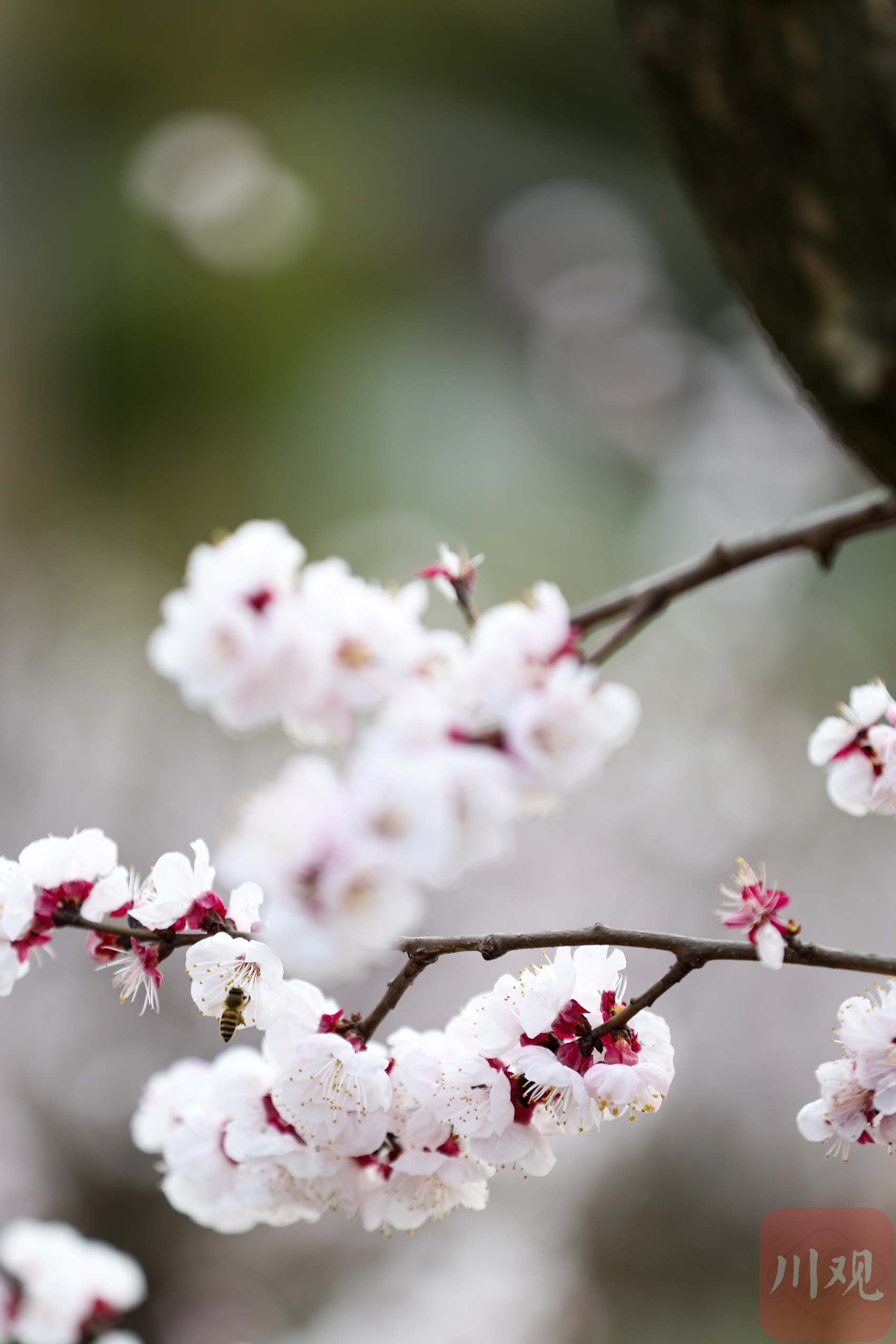 （轉載）#你好·春天#成都：杏花綻放迎客來