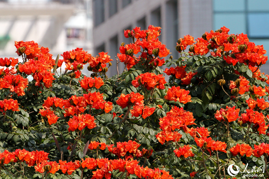 紅花綠樹鶯亂啼 廈門街頭火焰木花朵盛放