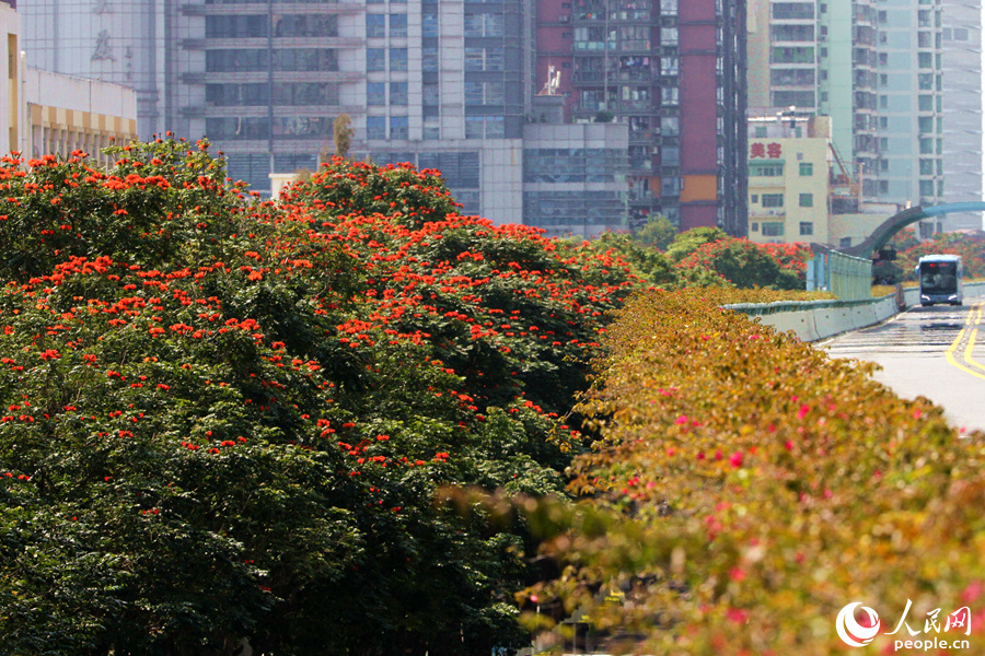 紅花綠樹鶯亂啼 廈門街頭火焰木花朵盛放