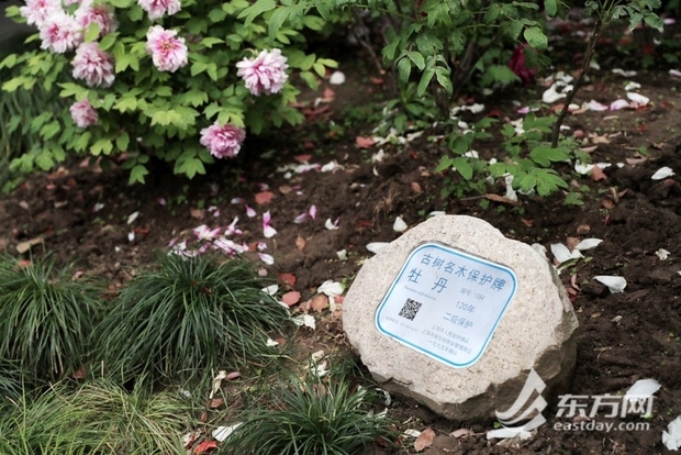 【文化旅游-滚动图】上海漕溪公园百岁古牡丹进入盛花期