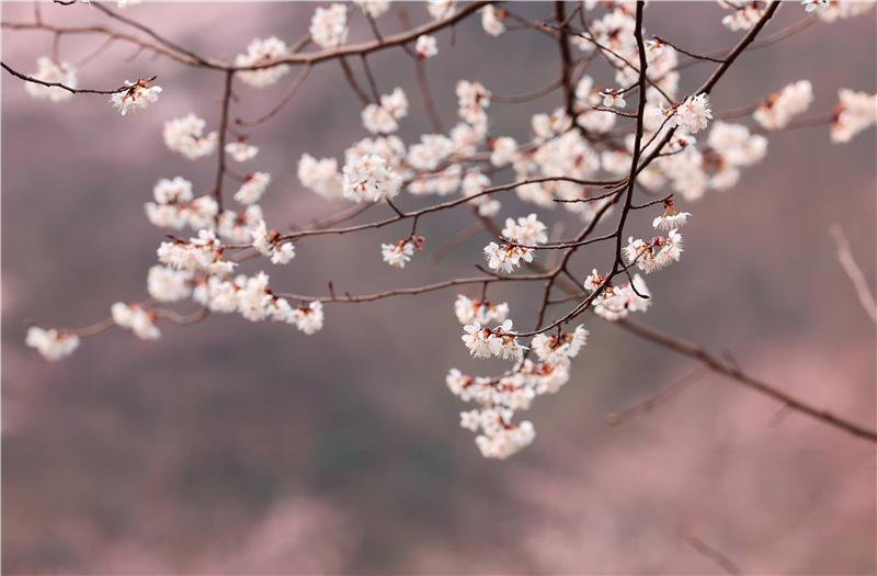 【春日“豫”新景】信阳光山：万亩樱花齐盛开 春意正浓美不胜收_fororder_图片3