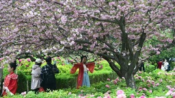 河南洛阳：牡丹花城 花开正艳