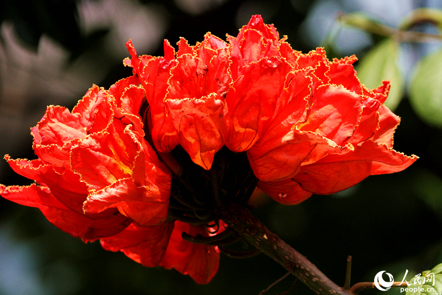 紅花綠樹鶯亂啼 廈門街頭火焰木花朵盛放