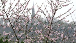 桃花朵朵開 西湖春色濃