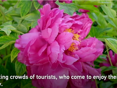 Peonies bloom in China's Luoyang
