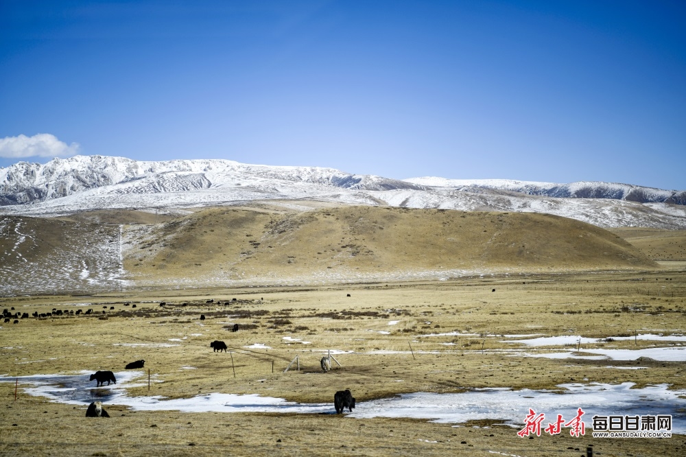 【轮播图】甘南：初春的碌曲草原无处不是风景_fororder_3