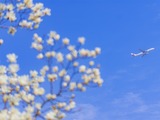 【文化旅遊】在上海華翔綠地公園感受大虹橋的春天