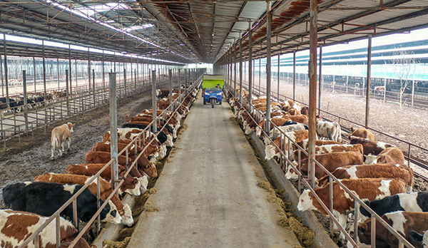 四川江油肉牛养殖场图片