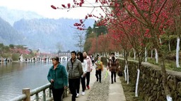 湖南城步首屆醉美桃花節將於3月13日舉行