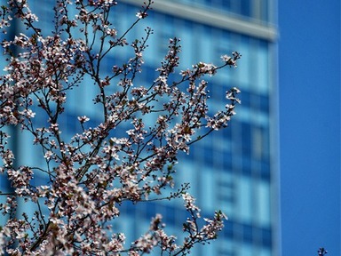 洛陽創建東亞文化之都|春暖花開！洛陽迎來最美時節