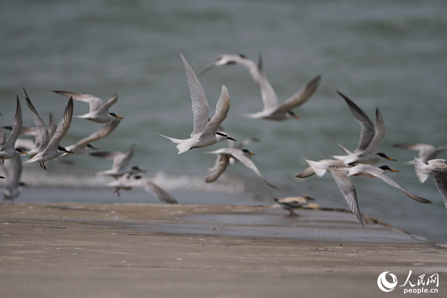 厦门：棕头鸦雀和普通海鸥首次现身