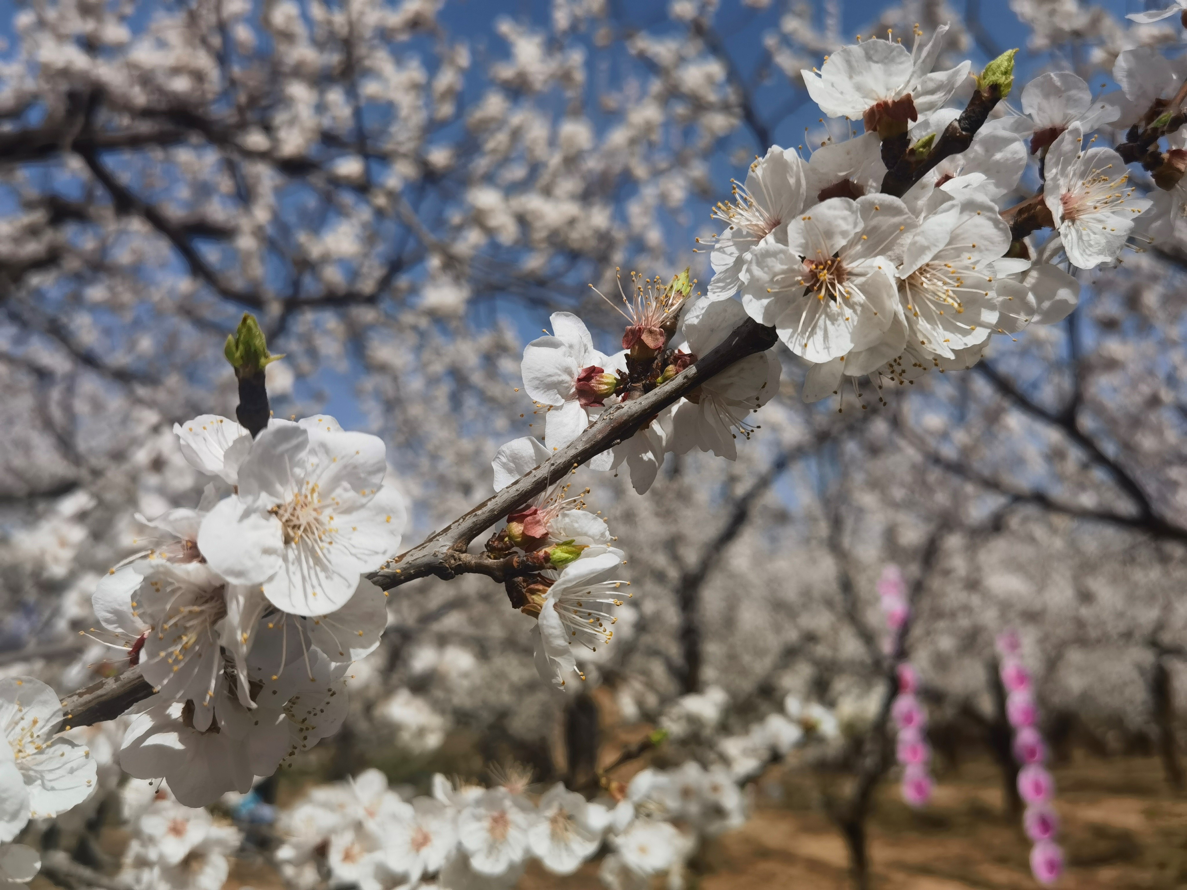 “不负春光 相约咸阳”2023咸阳旅游季踏青赏花活动在礼泉启动_fororder_444444