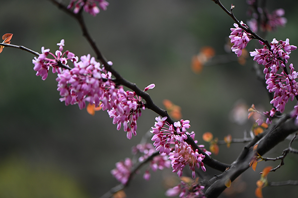 图片默认标题_fororder_湖北紫荆--肖梅-(2)
