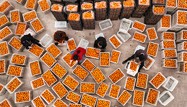 眉山仁寿：科技赋能 集群发展 柑橘产业迈上新台阶_fororder_仁寿县富加镇大山村果农在装箱柑橘-供图-仁寿县委宣传部