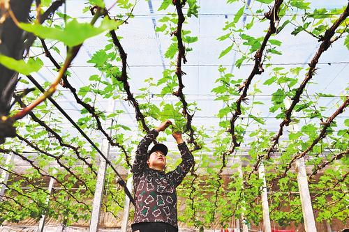 【中首】秦皇島打造京津特色農産品供應基地