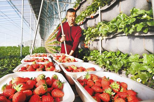 【中首】秦皇岛打造京津特色农产品供应基地