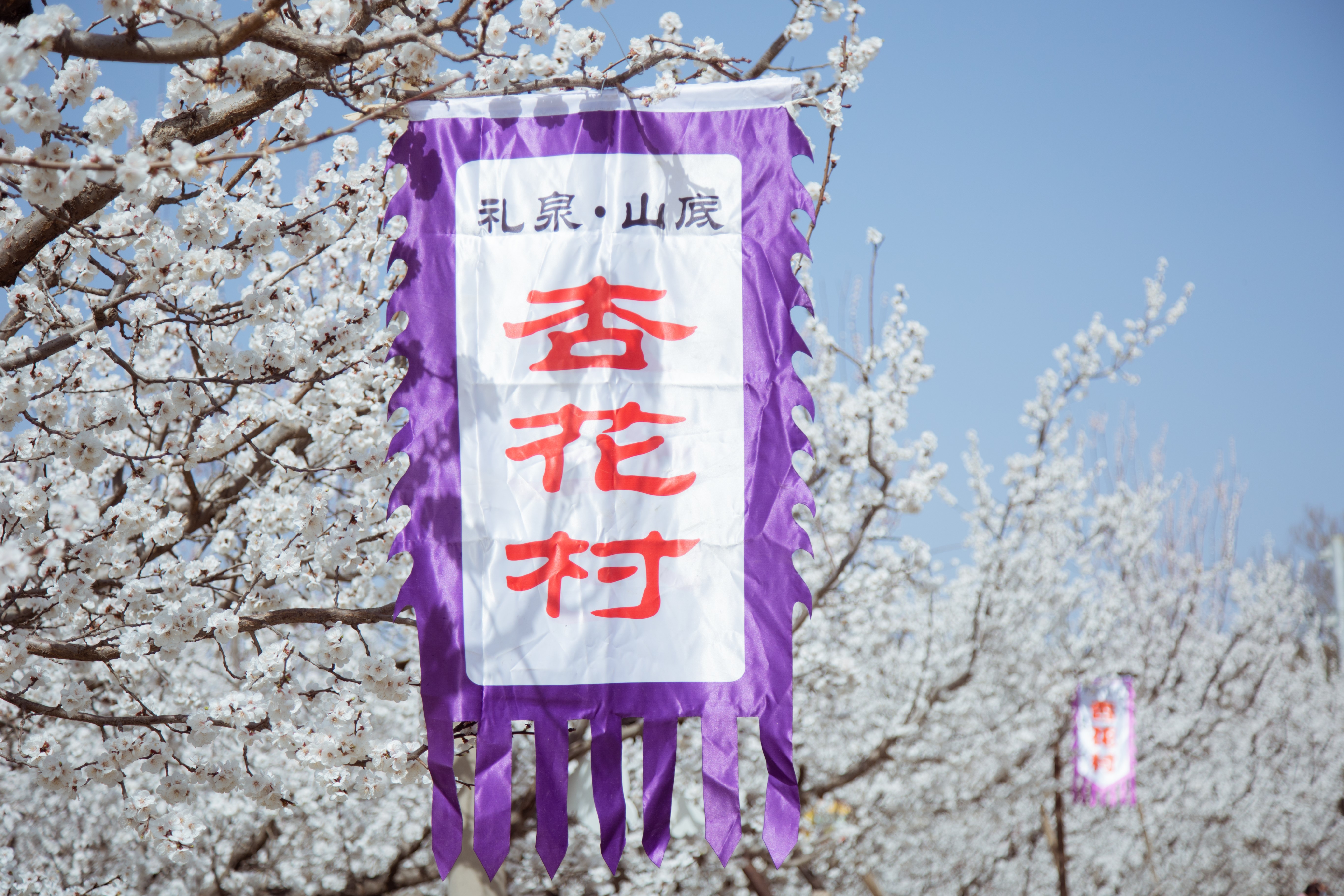 “不负春光 相约咸阳”2023咸阳旅游季踏青赏花活动在礼泉启动_fororder_333333