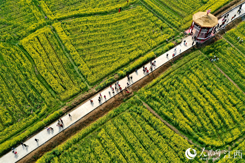 江西豐城：大地披上“黃金甲”遊客到村民樂